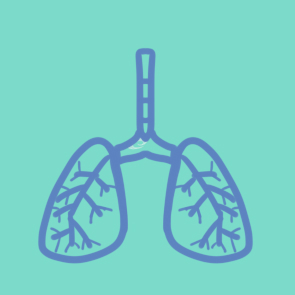 人体的肺部简笔画怎么画
