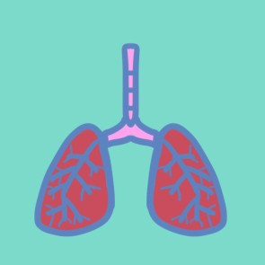 人体的肺部简笔画怎么画