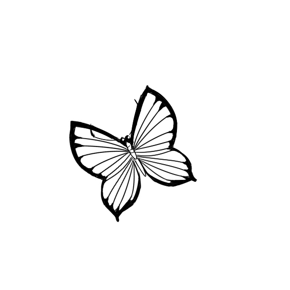 美丽的蝴蝶要怎么画