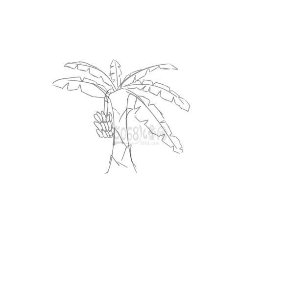 超简单的香蕉树简笔画手绘步骤图