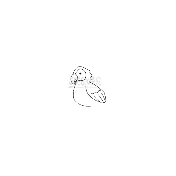 漂亮的鹦鹉儿童简笔画要怎么画